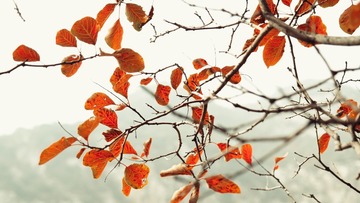 SAM_5428-01