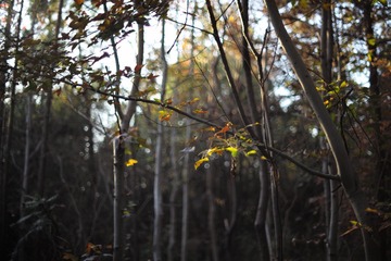 343B74CF-0F7F-4304-B354-E4E374B5B74E/L0/001
