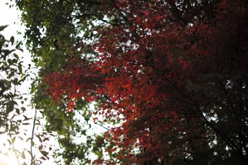 09A99D1B-E3D3-4338-A936-530A550C4FF4/L0/001