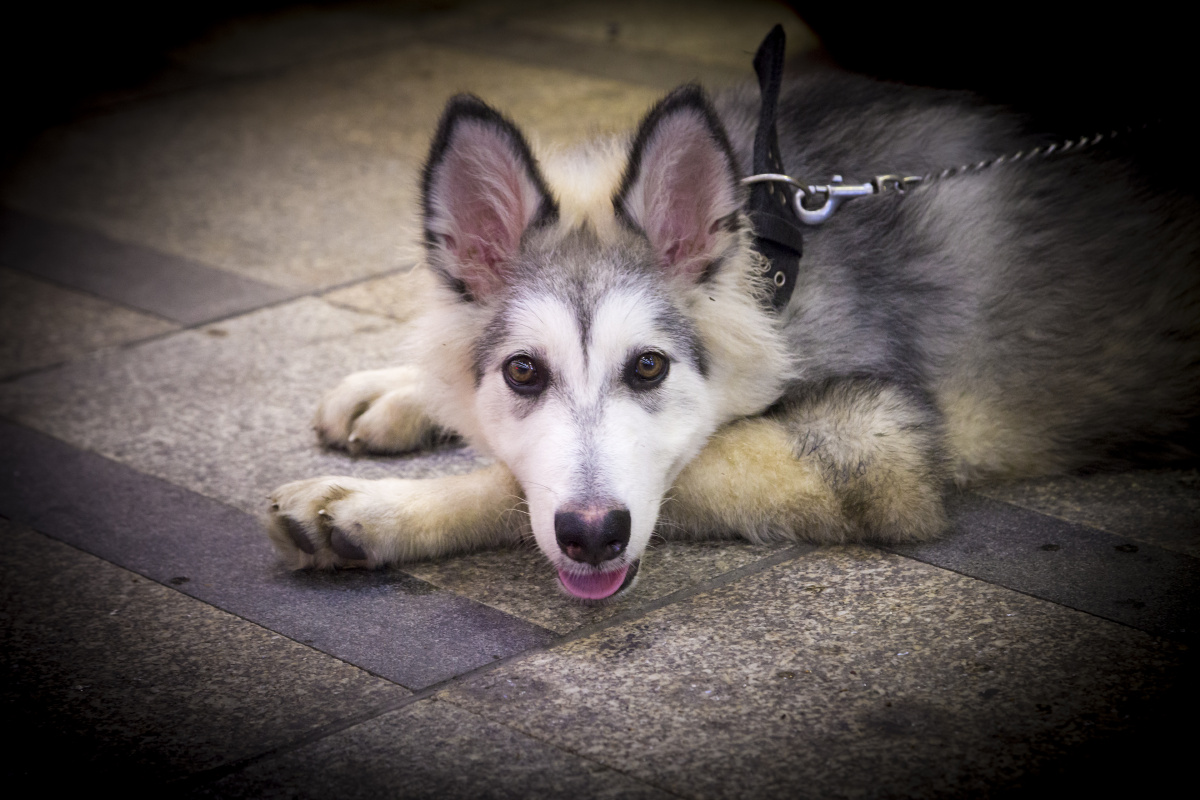 老人与狗 - 佳能, 街拍, 长沙, 动物 - 陆掌柜