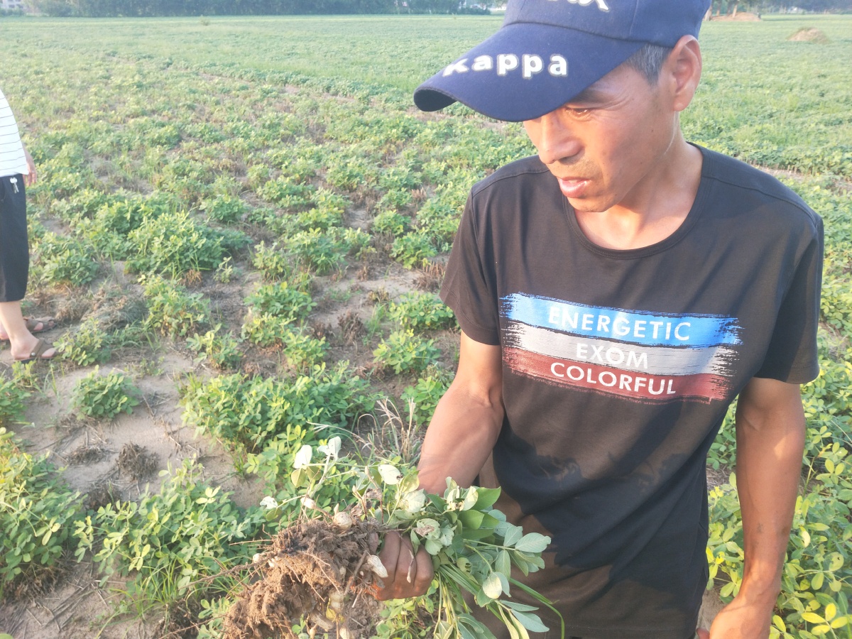 花生地下害虫,俗称钢子虫,生物学上叫做新黑地蛛蚧!