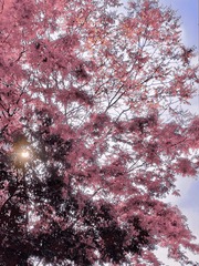 513B8ECE-5B8D-4205-B08F-77DFED7B6BFE/L0/001