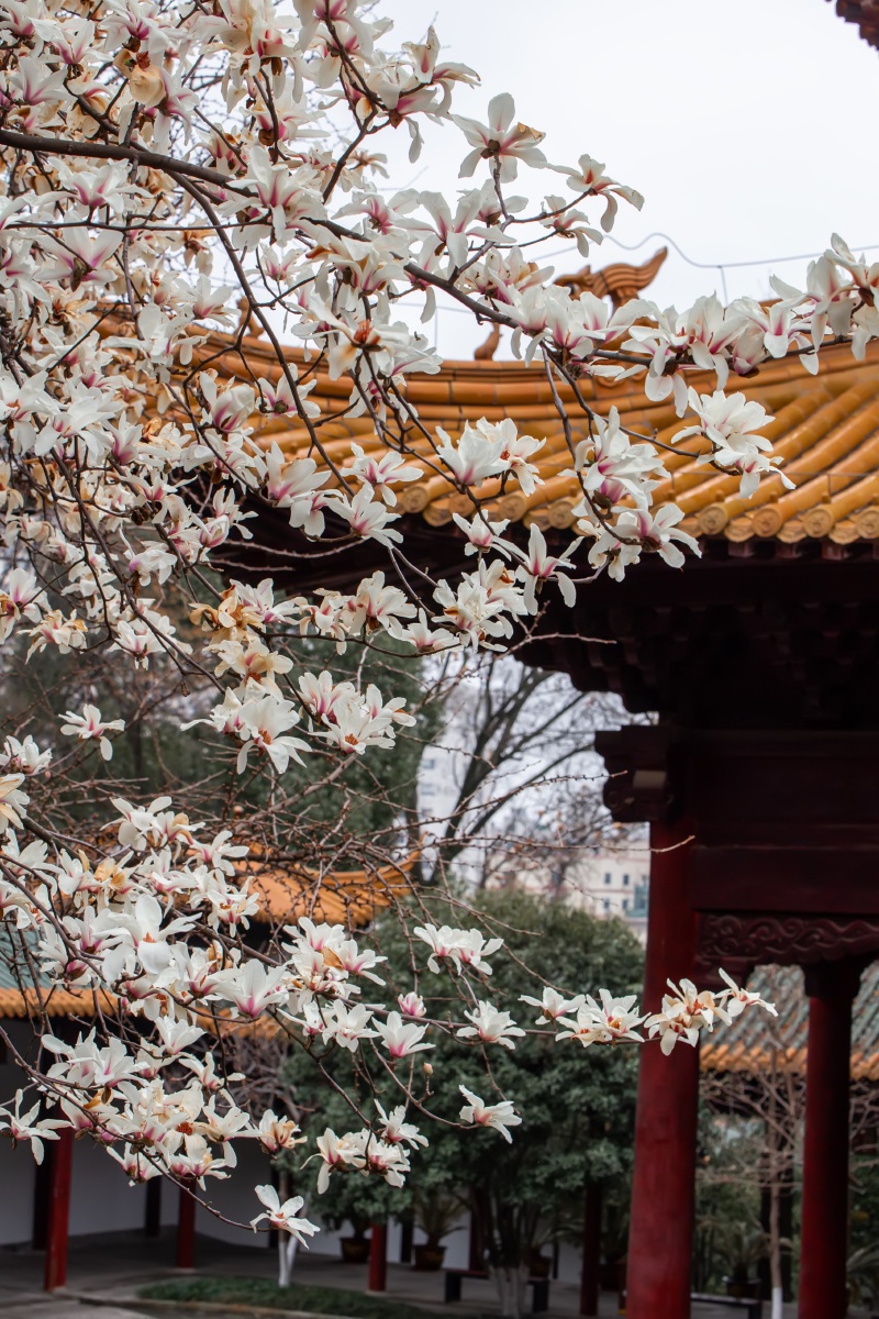 南京朝天宫玉兰花