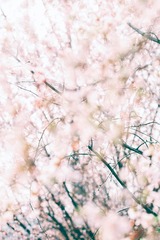 C8B882D5-A8D9-4D27-9BEE-C88073C491E0/L0/001