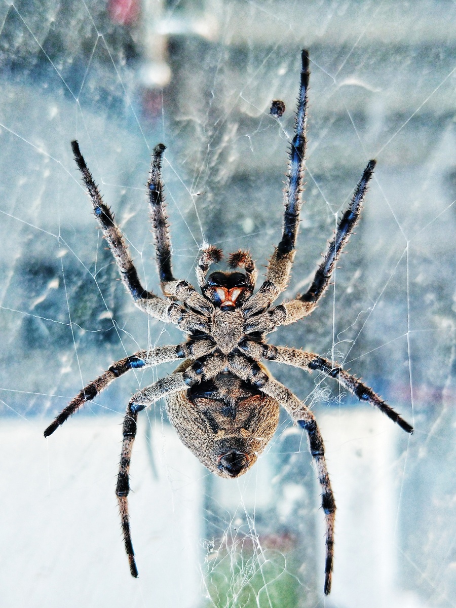 蜘蛛- 无敌兔593 - 图虫