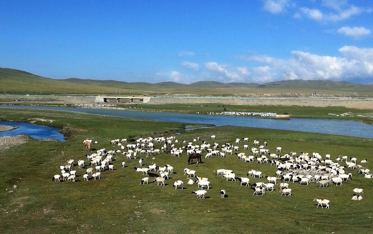 乌珠穆沁羊养殖方法,西蒙羊肉选用当地优良品种羊肉质量优良