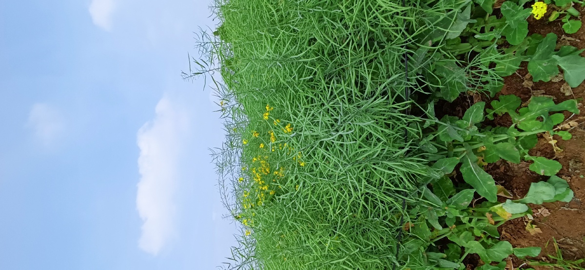 盛茁的油菜籽手机随拍