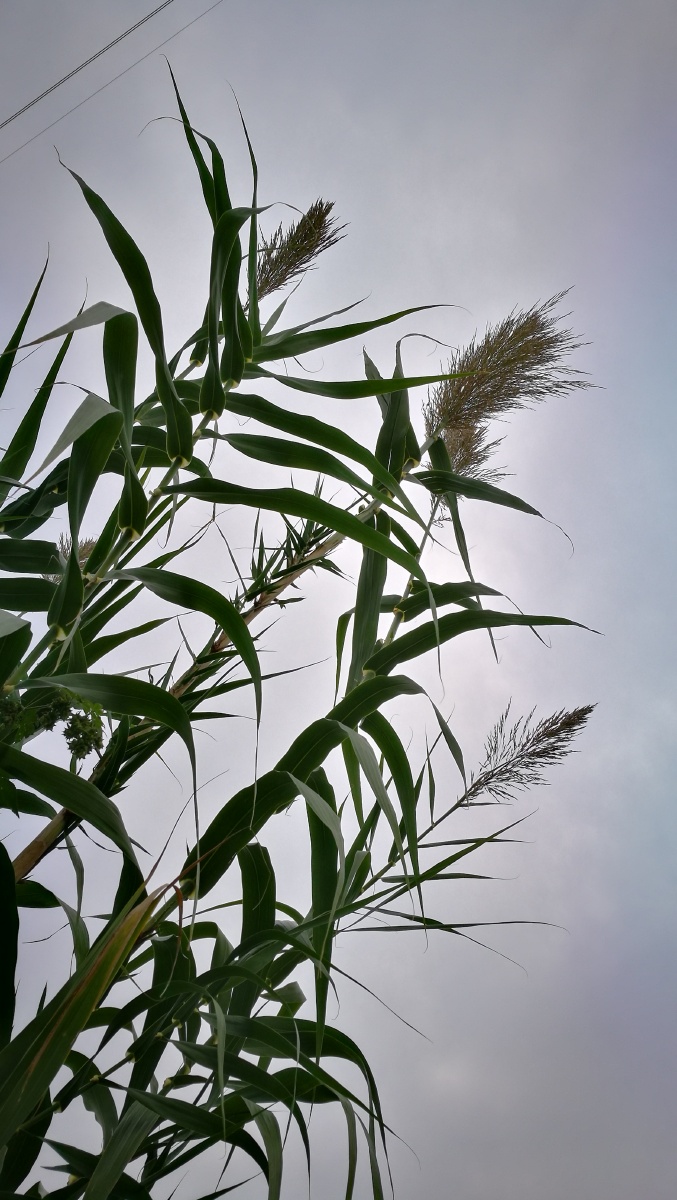阴天下的芦获苇丛