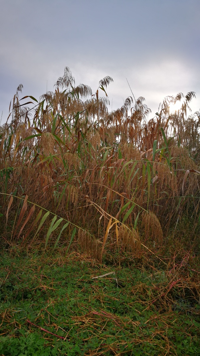 晨曦下的苇丛芦荻