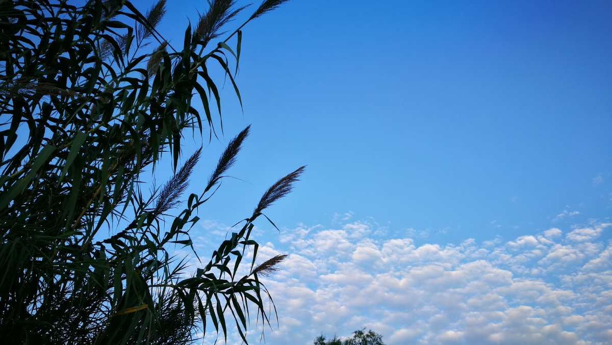 秋意盈然蓝调氛围好养眼眼