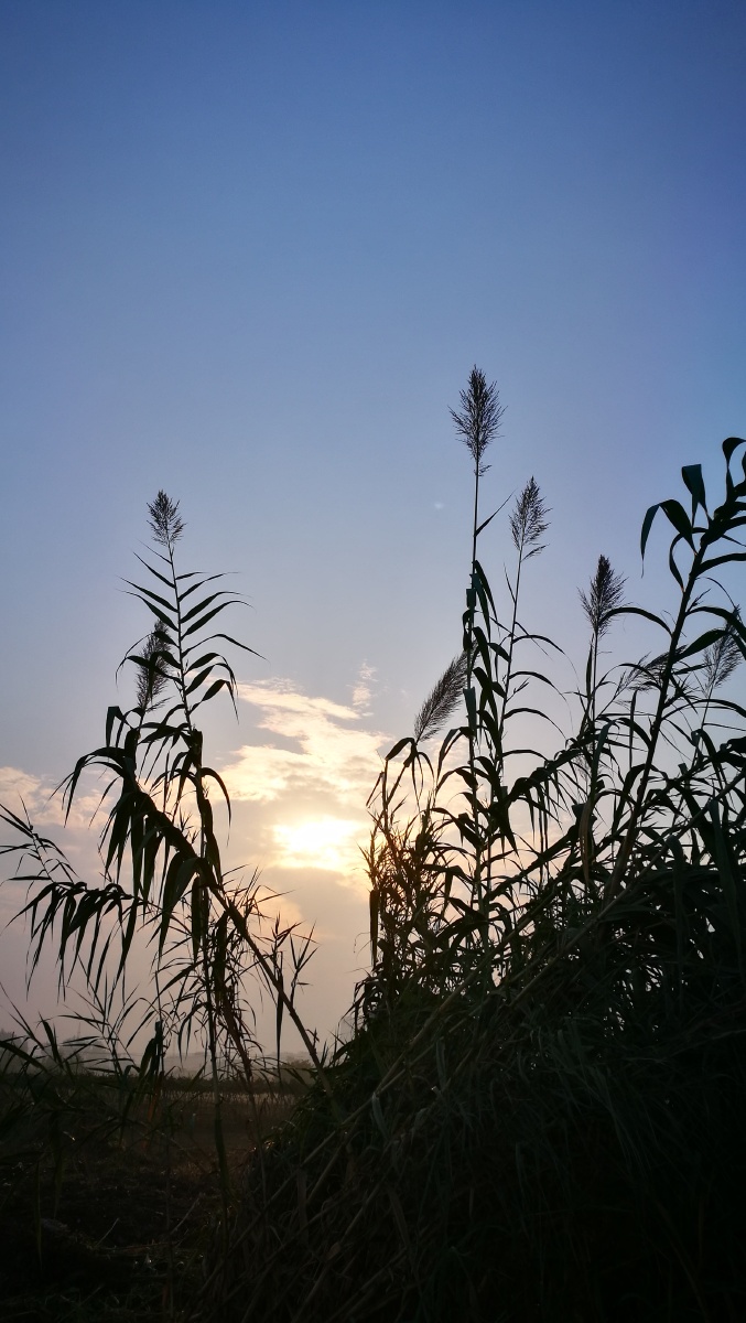 晨光下的苇丛