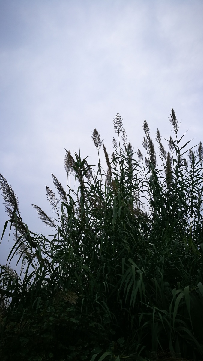 阴天下的芦获苇丛