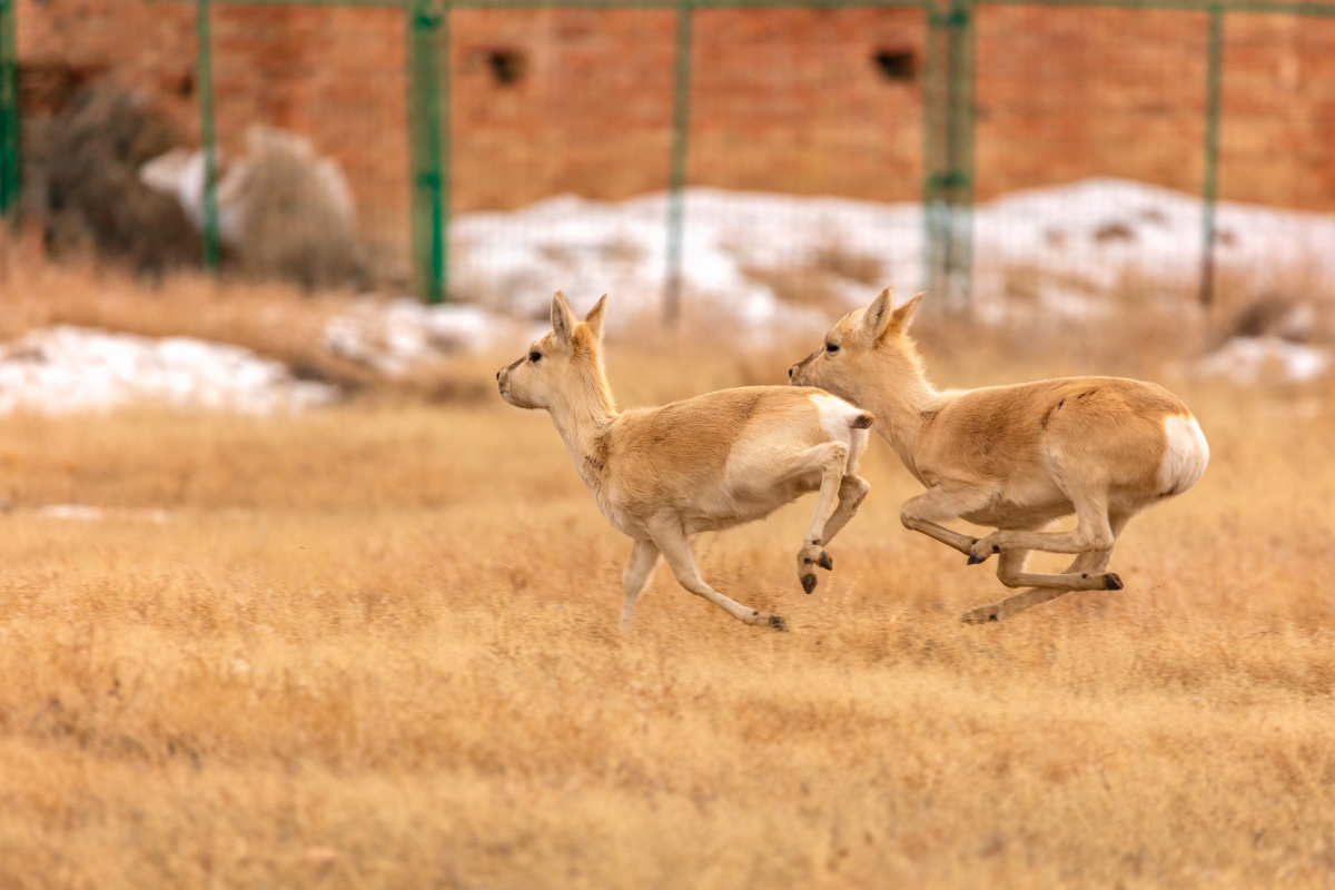 新年进城的蒙古羚(黄羊) - 漠上尘пусты-пыль