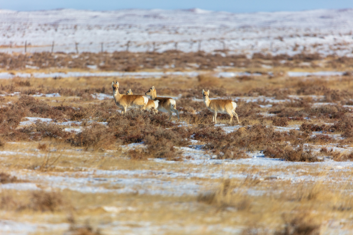 蒙古原羚procapra gutturosa