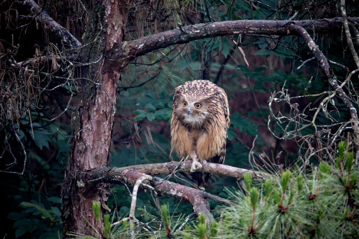 黄脚渔鸮 - 中央国家公园村民 - 图虫