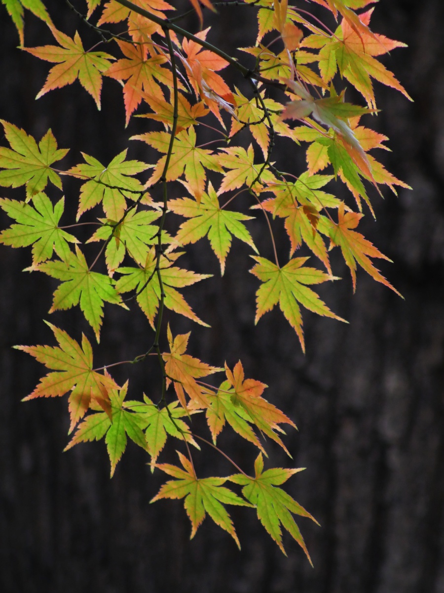 秋枫- 自由自在的渔夫 - 图虫
