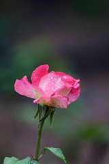 20180424 - 21