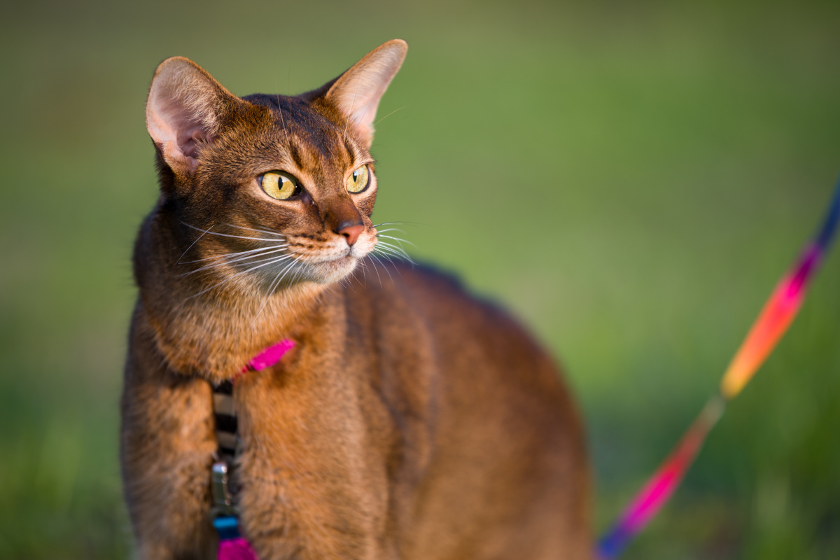 琥珀色浅褐色或是绿色眼睛的周围并有一圈深色的色环像是画了眼线一般