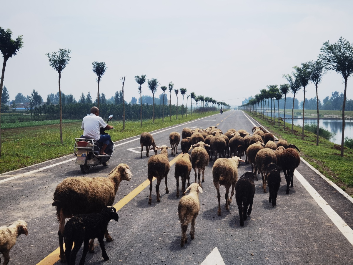 赶着羊群奔小康