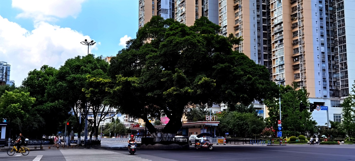 温州百里坊大灯笼大榕树