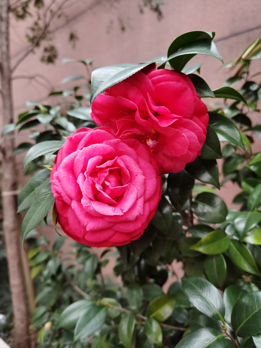 茶花盛开拍摄温州市鹿城区