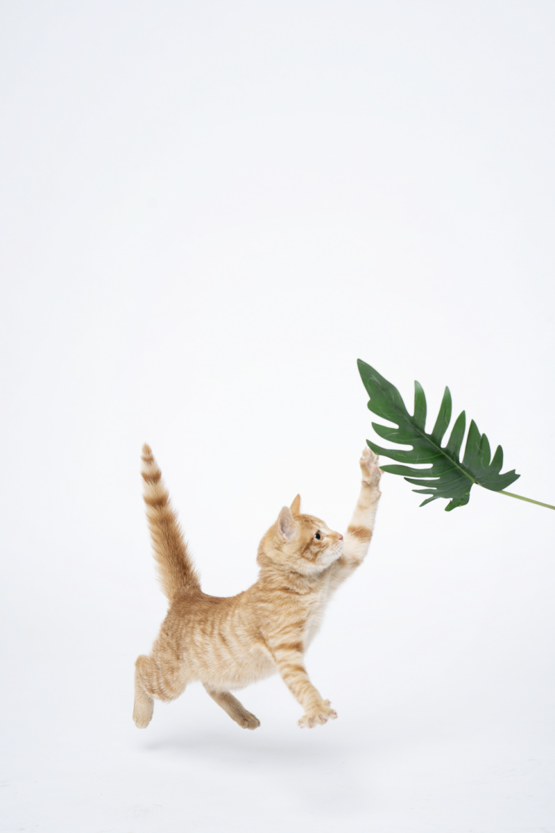 可爱的小扇贝治愈人心的力量