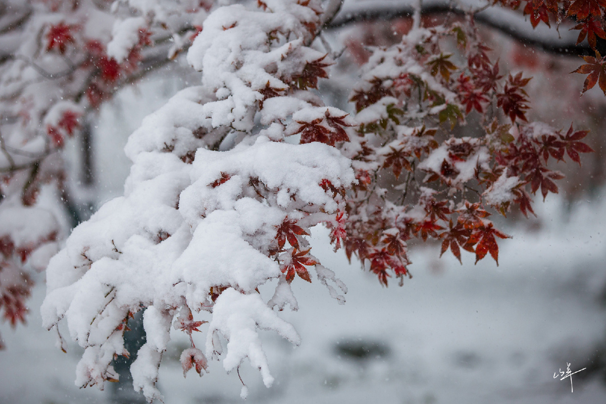 泉城立冬雪纷飞