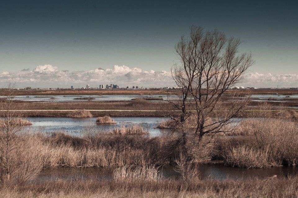 湿地<br />
