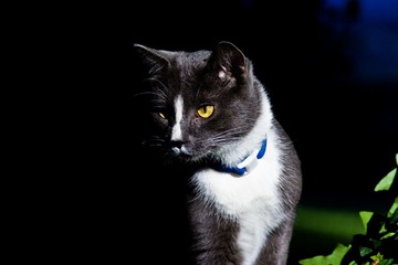 小猫