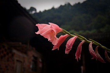 小花