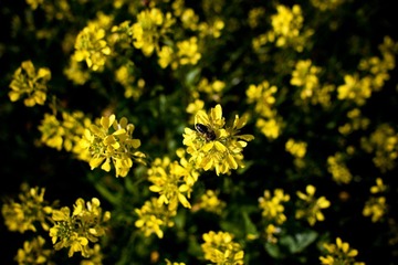 IMG_4234.jpg