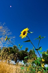 IMG_1289.jpg