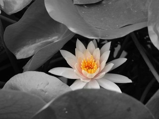 莲花