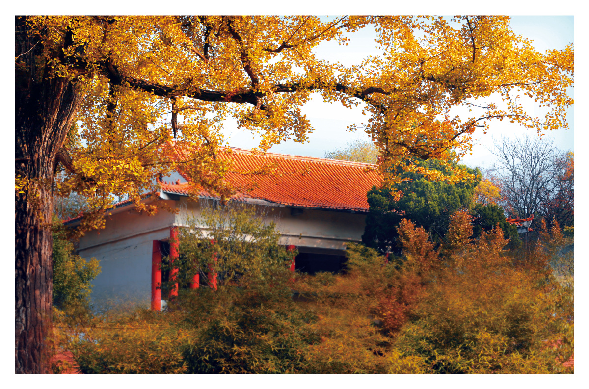 宿州老海寺千年银杏树