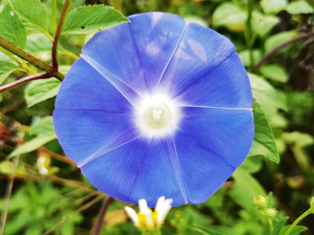 蓝色牵牛花