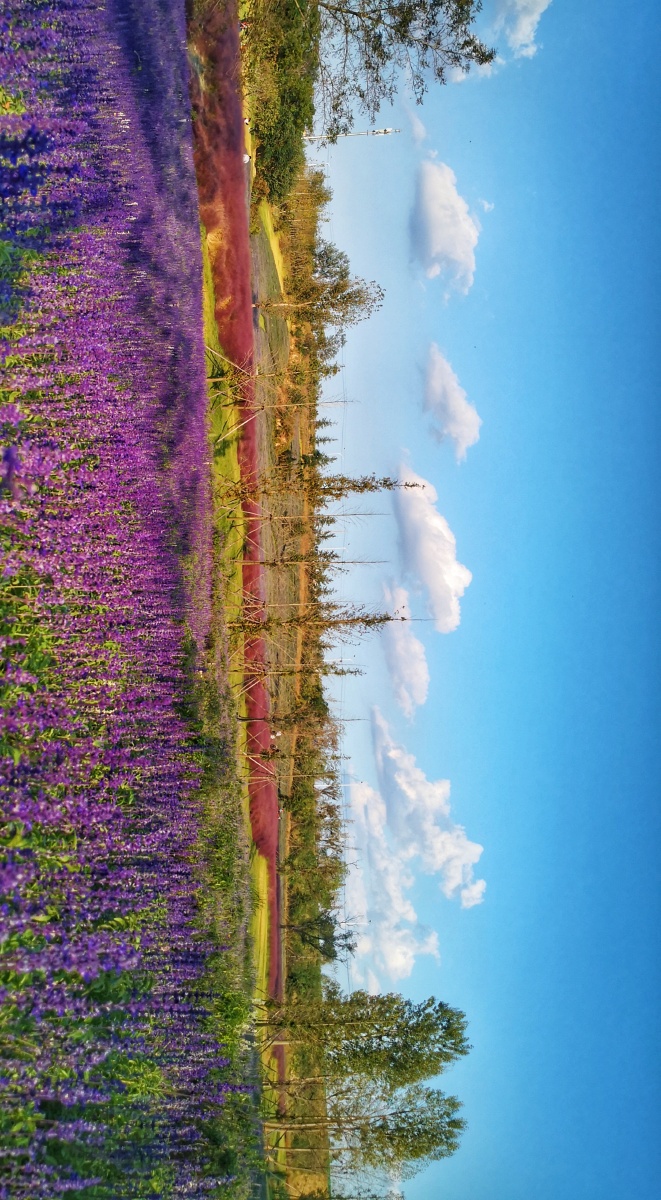 青岛藏马山旅游度假区景色 - 涵青816 - 图虫