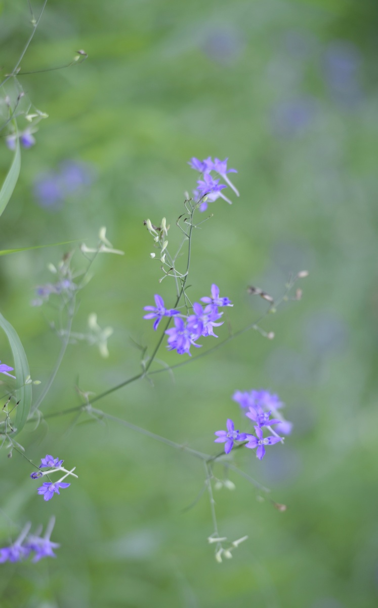 拍摄一组养眼的花卉小品可以做手机屏保