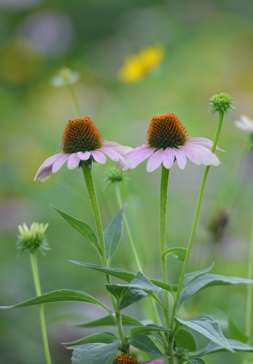拍摄一组养眼的花卉小品可以做手机屏保