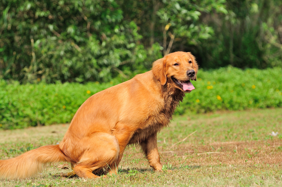 【应急灯宠物摄影】拉布拉多妞妞和金毛 - 尼康