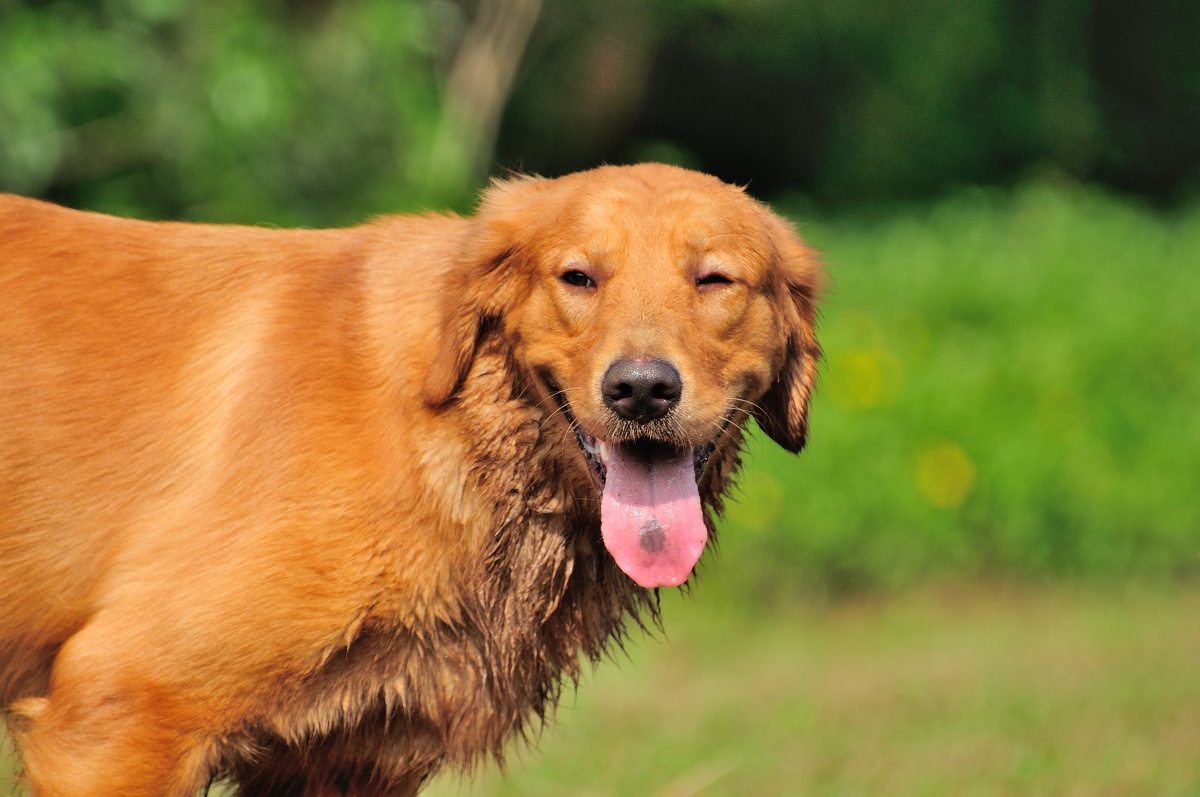 【应急灯宠物摄影】拉布拉多妞妞和金毛 - 尼康