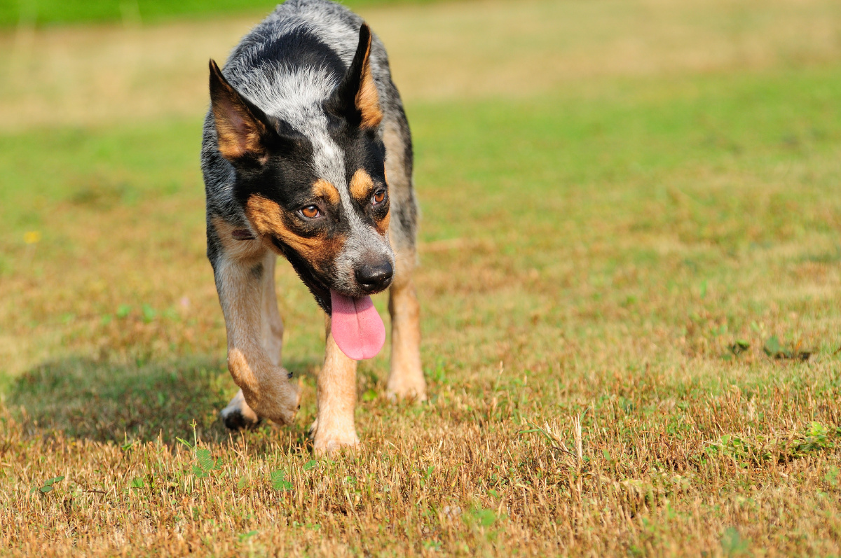 【应急灯宠物摄影】澳洲牧牛犬