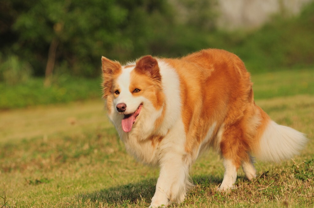 【应急灯宠物摄影】珠海边境牧羊犬阿妹
