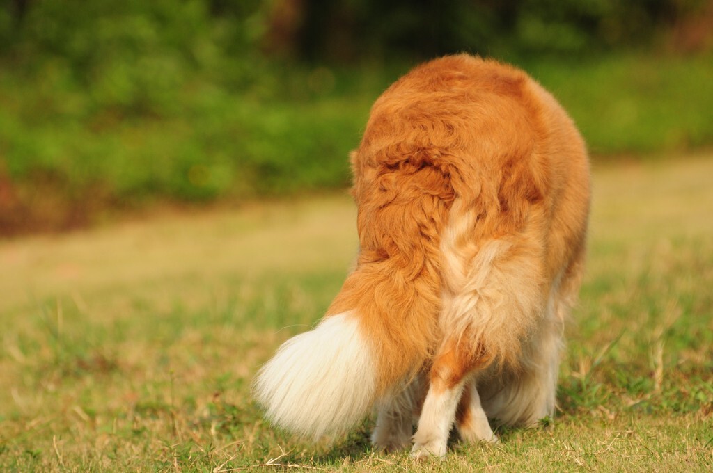 【应急灯宠物摄影】珠海边境牧羊犬阿妹