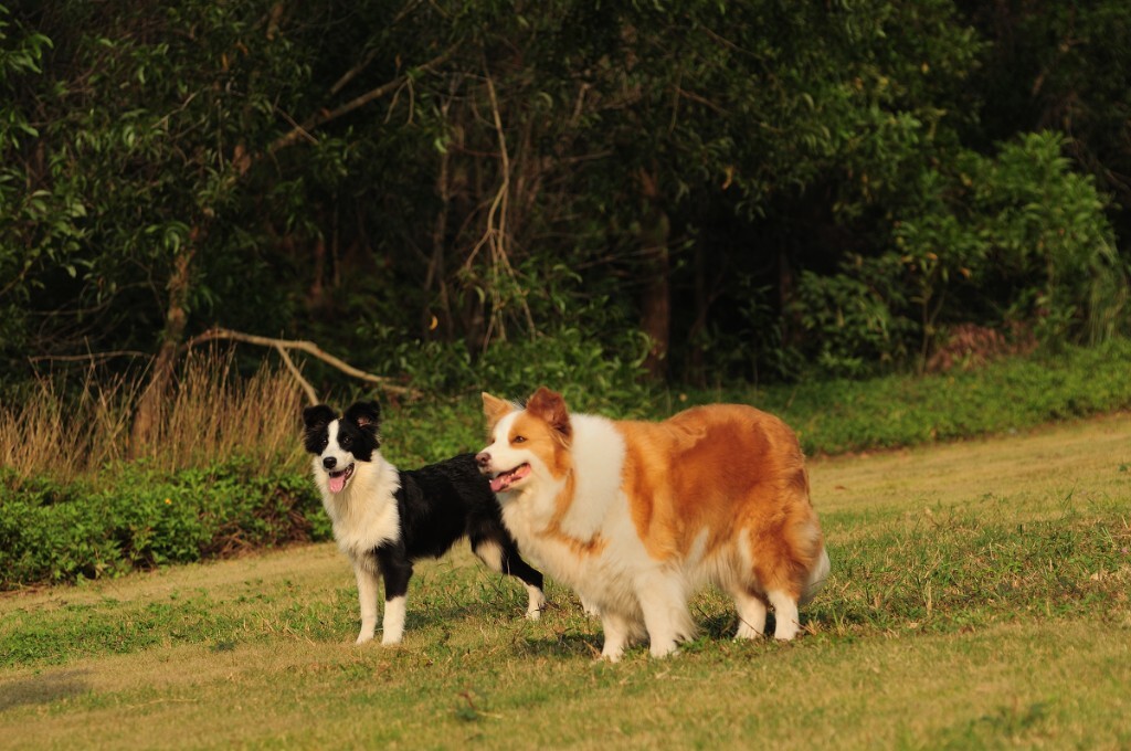 【应急灯宠物摄影】珠海边境牧羊犬阿妹
