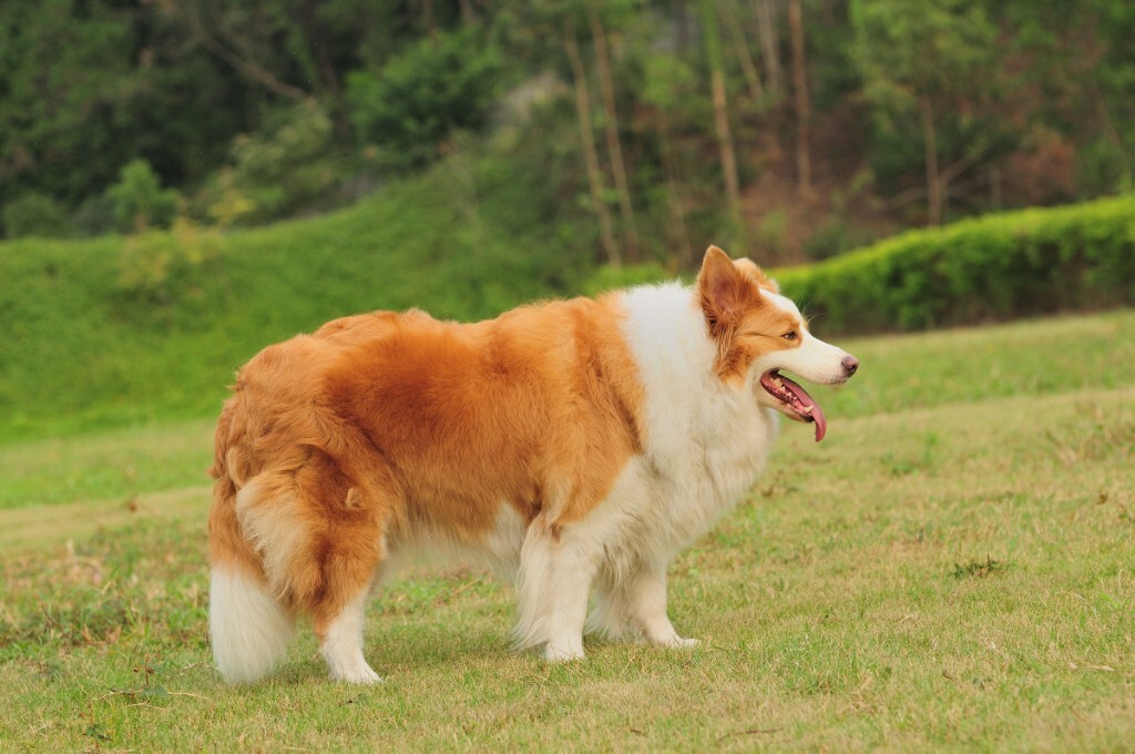 【应急灯宠物摄影】珠海边境牧羊犬阿妹