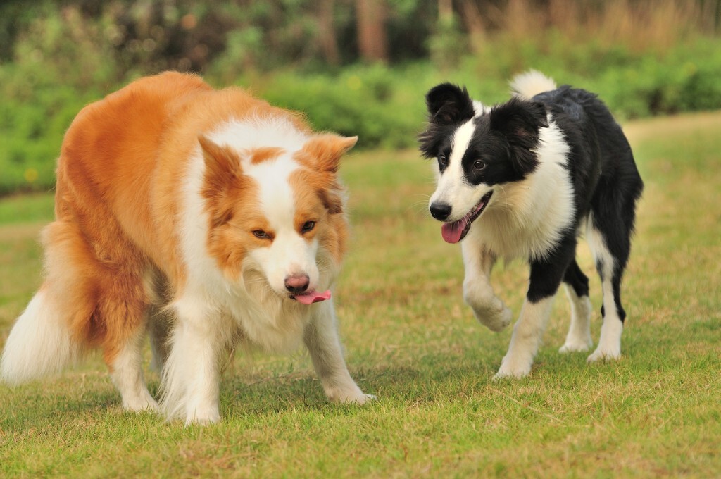 【应急灯宠物摄影】珠海金色边境牧羊犬阿妹