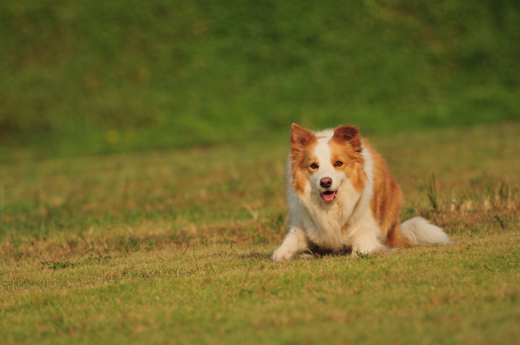 【应急灯宠物摄影】珠海金色边境牧羊犬阿妹