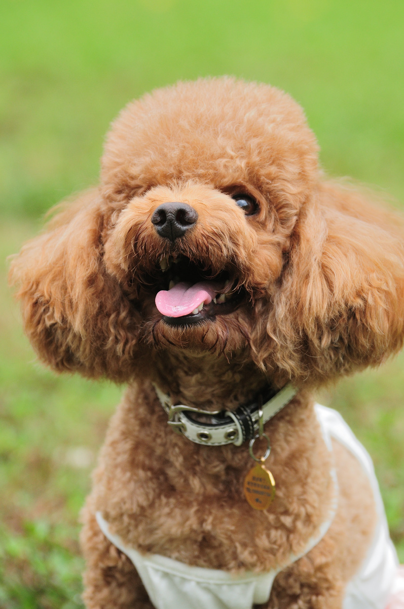 应急灯宠物摄影之贵宾犬球迷暖暖