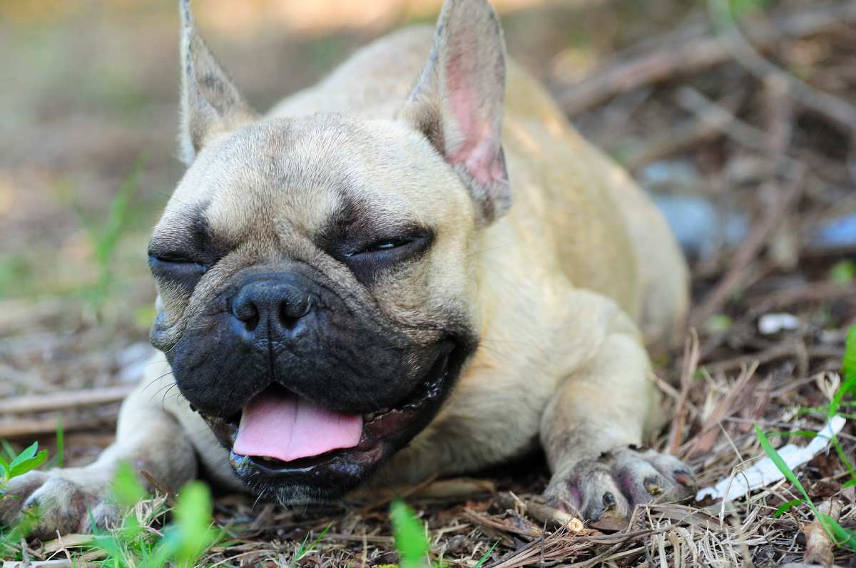 应急灯宠物摄影法斗犬萨尔