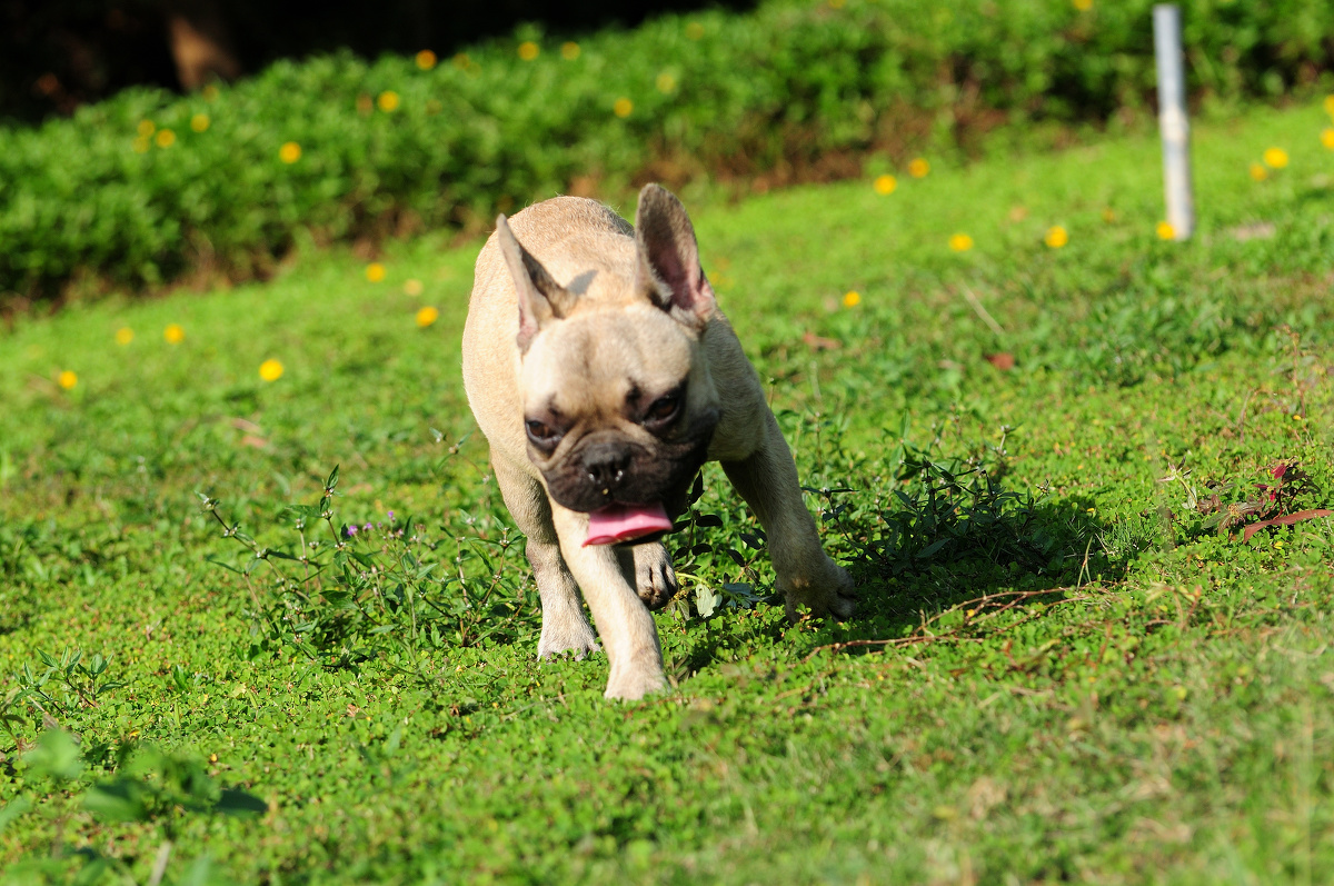 应急灯宠物摄影法斗犬萨尔